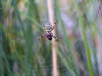 Wespenspinne mit Beute